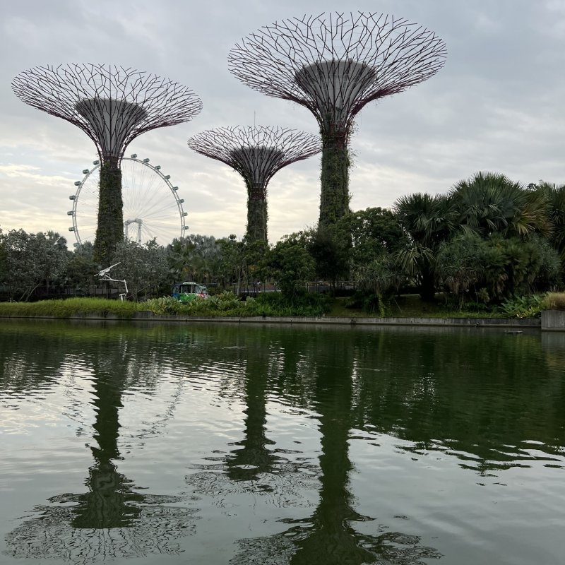 Photo of the Supertree Grove at gardens by the bay in Singapore