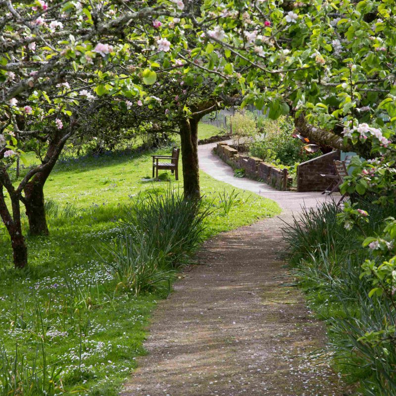 A pathway winds between apple trees in full blossom