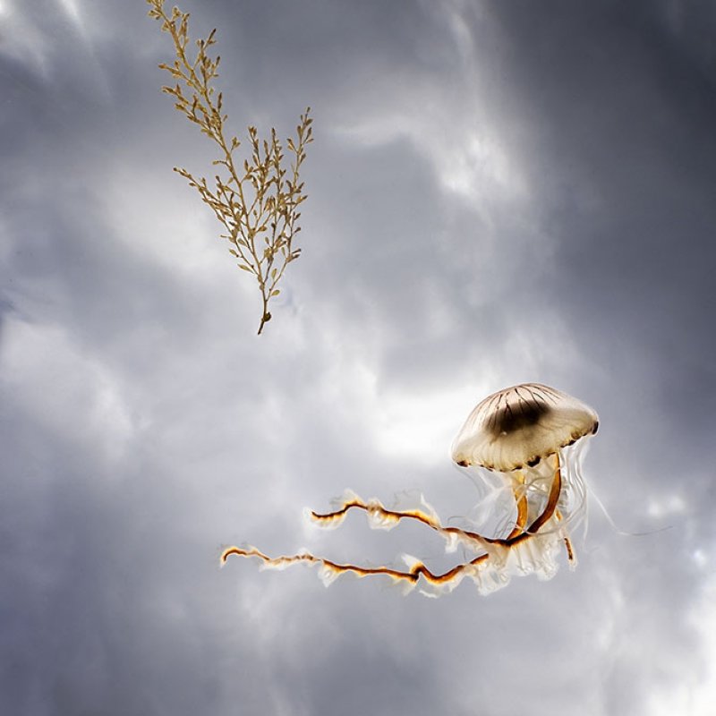 Jellyfish and seaweed photo up towards sky