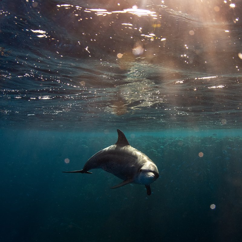 Underwater photo of a dolphin looking straight to camera, with sunlight breaking through the surface of the water.