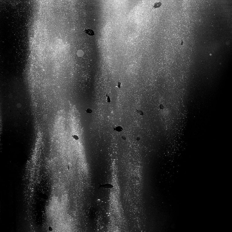 Black and white underwater photograph of fish and circling air pockets by Abbi Hughes