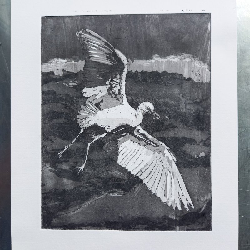 Amelia Johnson art depicting birds