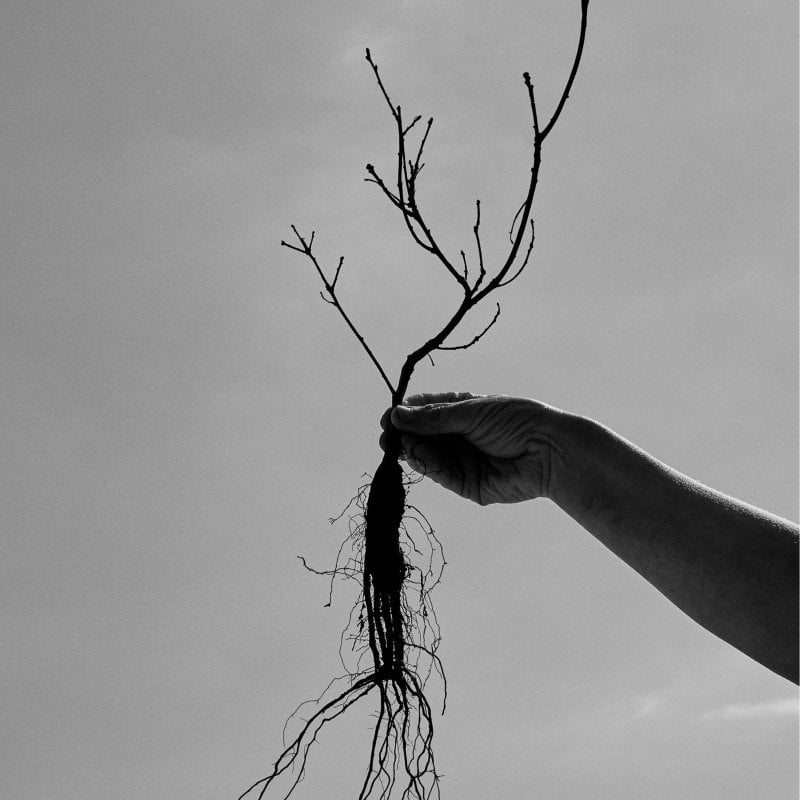 Hand holding plant with roots exposed