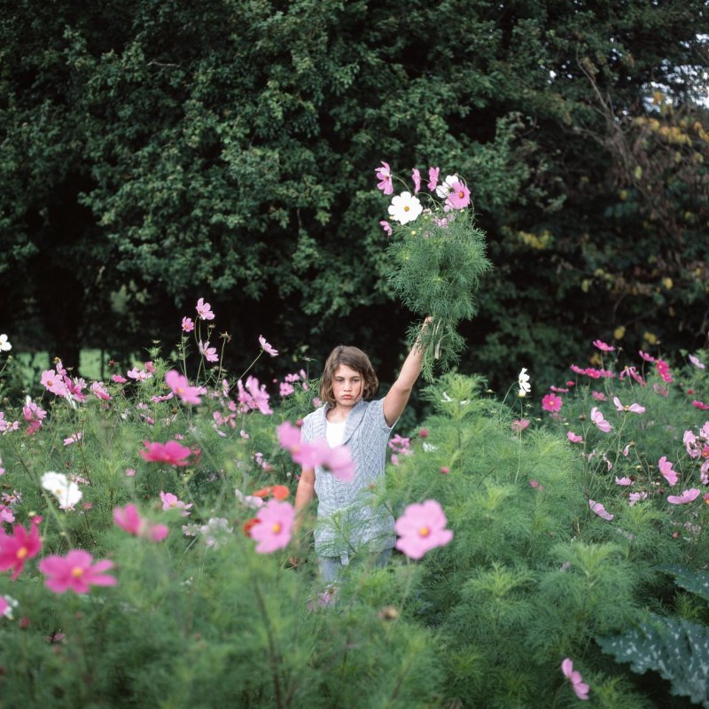 A young girl in a field of cosmos flowers
