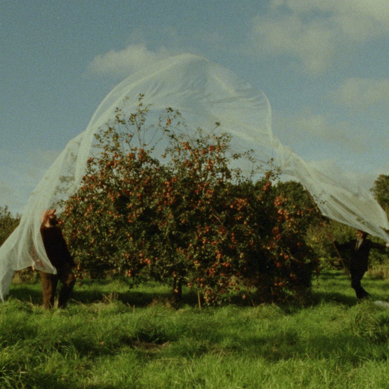 Some Interesting Apples