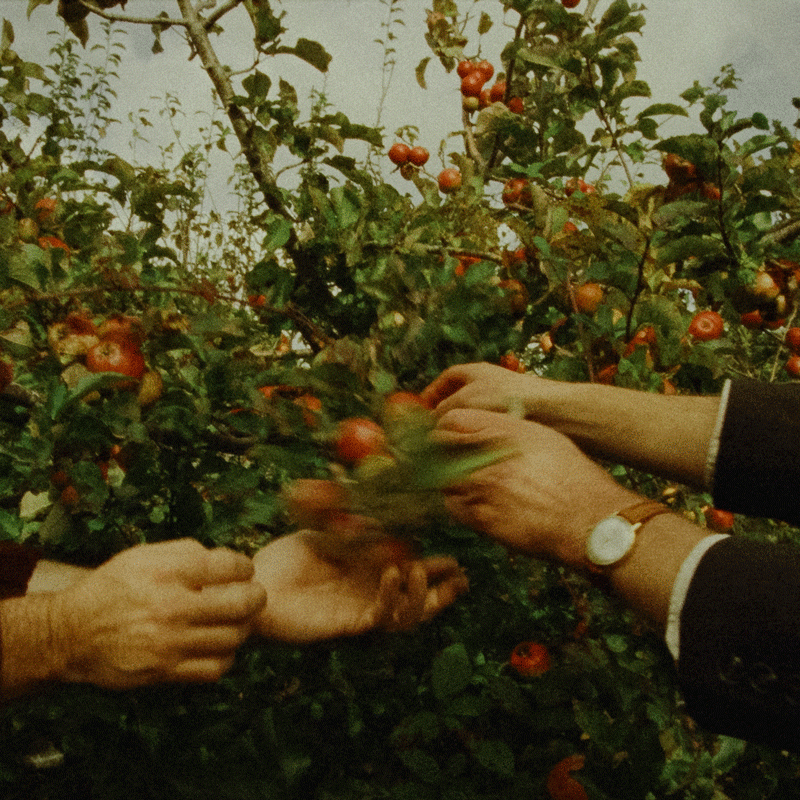 Some Interesting Apples