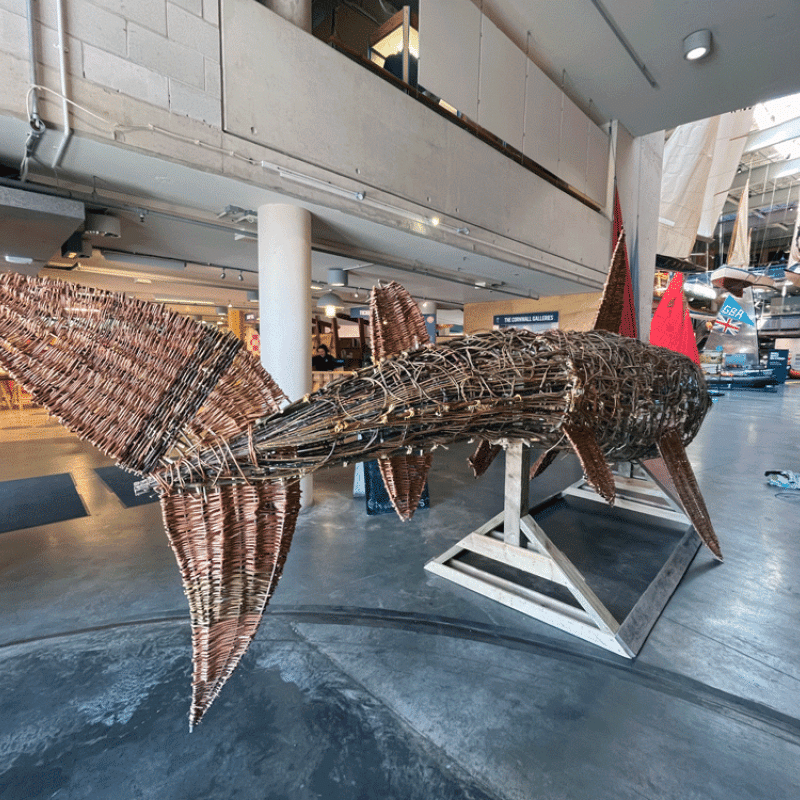 Basket Shark Imagery