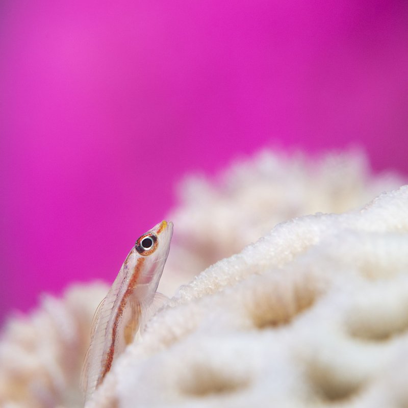 Underwater photography of a small fish against a bright pink background.
