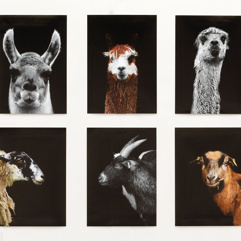 6 portraits of goats