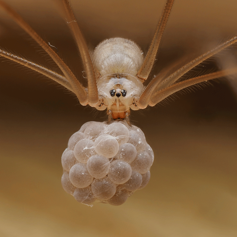Cellar Spider