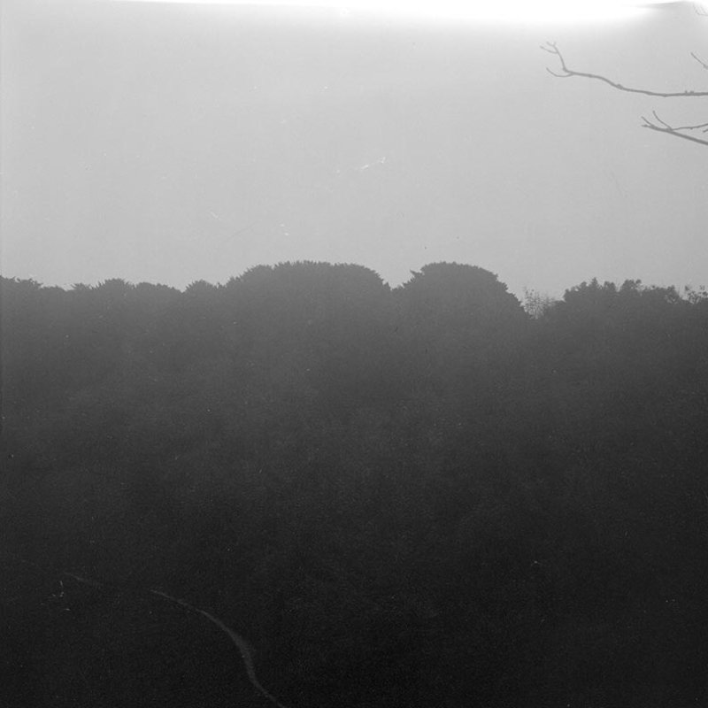 Black and white photograph of a hedgerow
