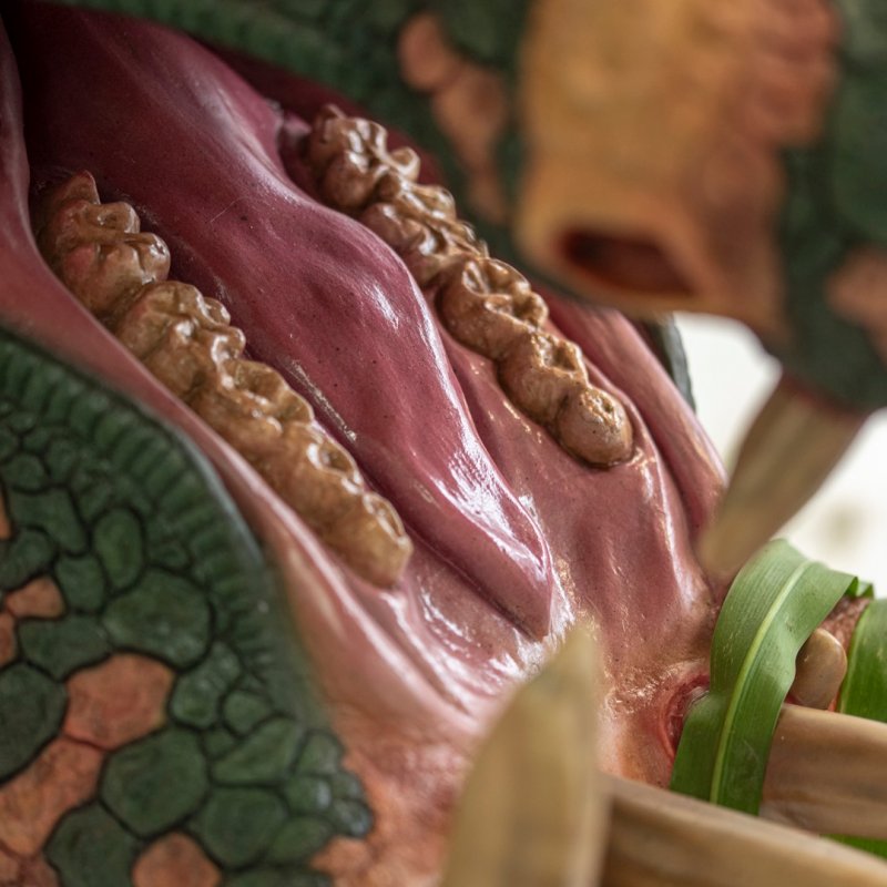 A close up shot focuses on the inside of the dinosaur mouth. The designer has painted the teeth gold