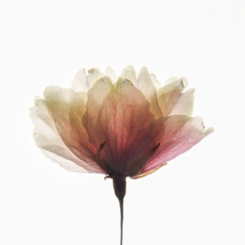 Photograph of a flower pressed on a white background