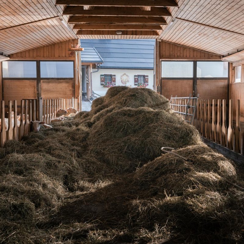 Photograph of a wooden barn with straw and sheep
