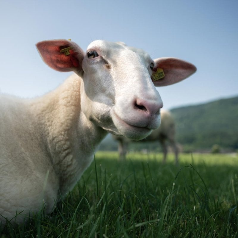 Photograph of a sheep in a field
