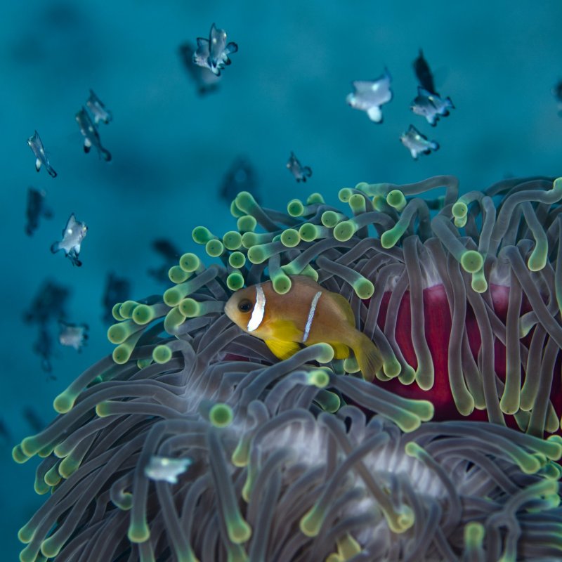 Underwater photo of a clownfish.