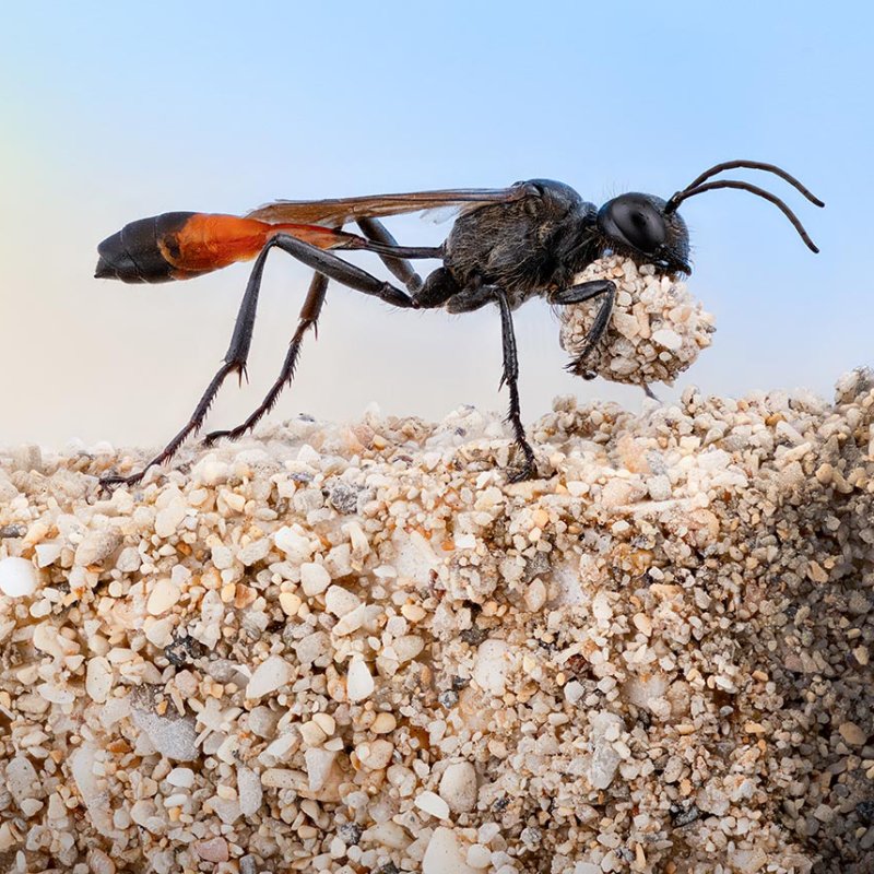 A female red banded sand wasp clutching grains of sand