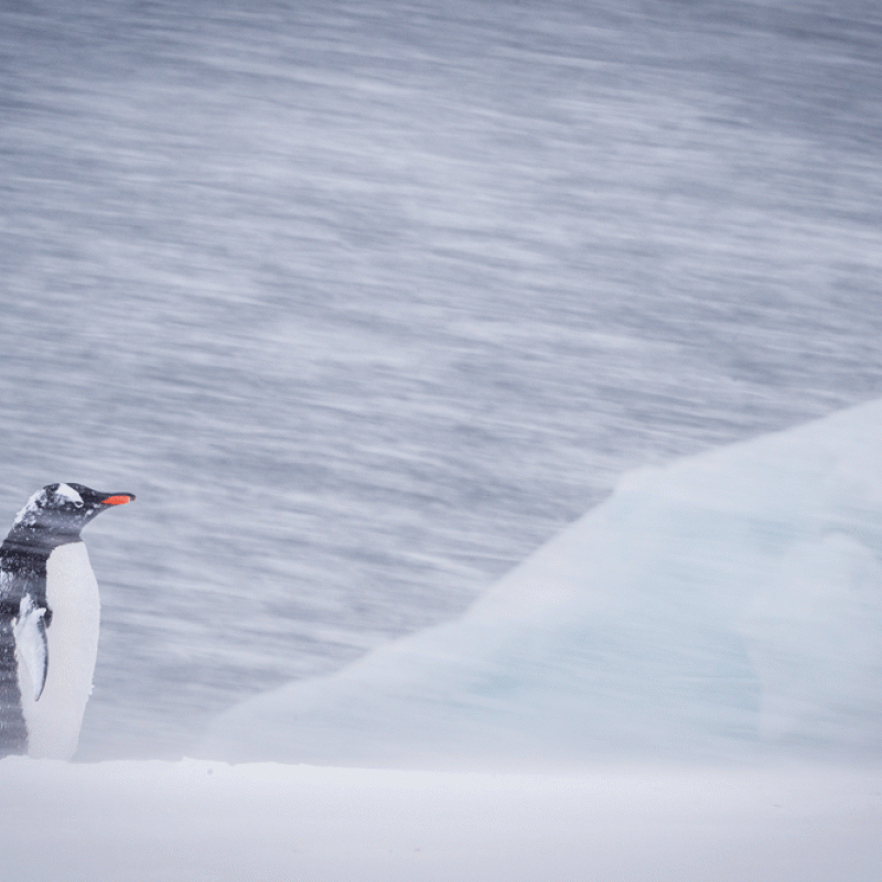 Gentoo's Story of Survival