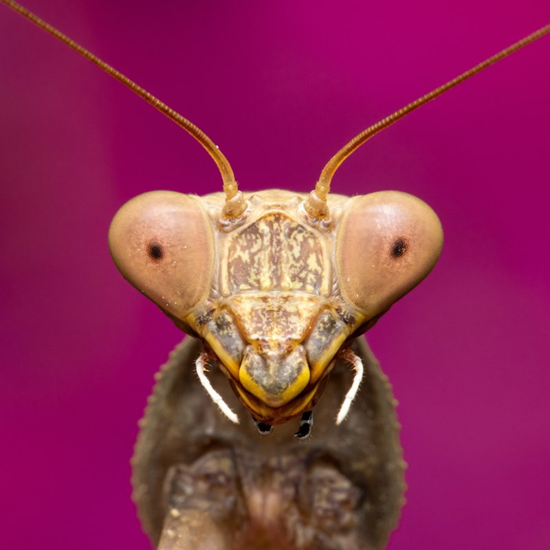 Close-up photo of a Mantis' head against a link background.