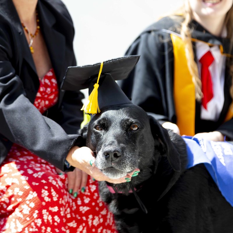 Dog with mortar board on for graduation