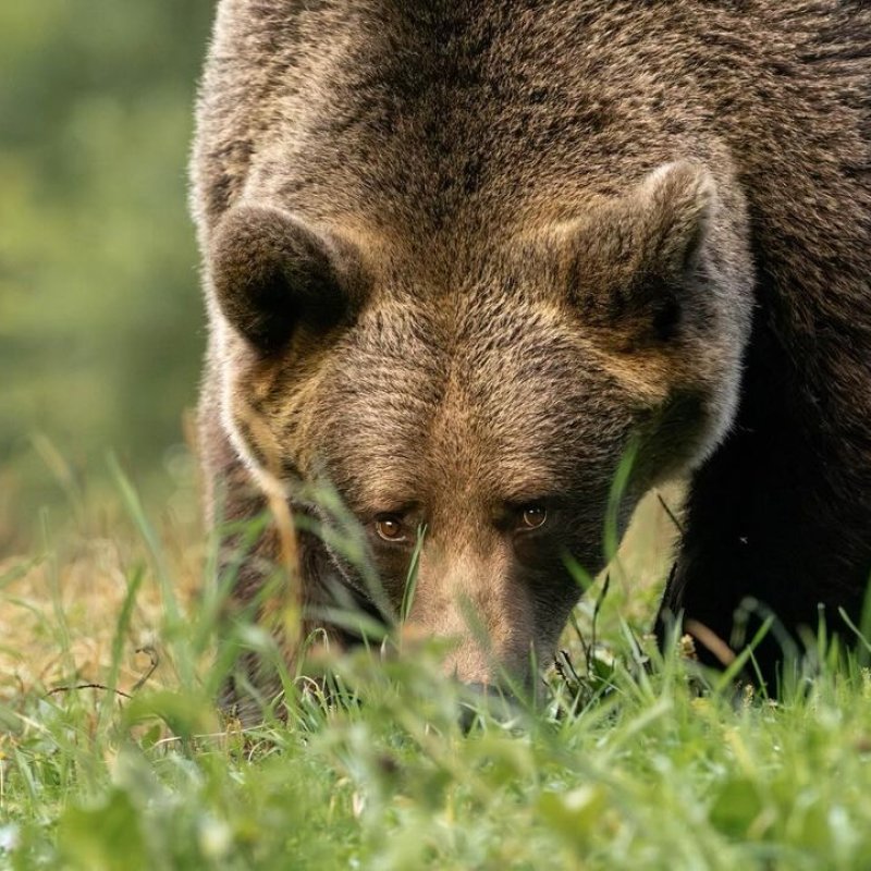 Photograph of a bear in the wild