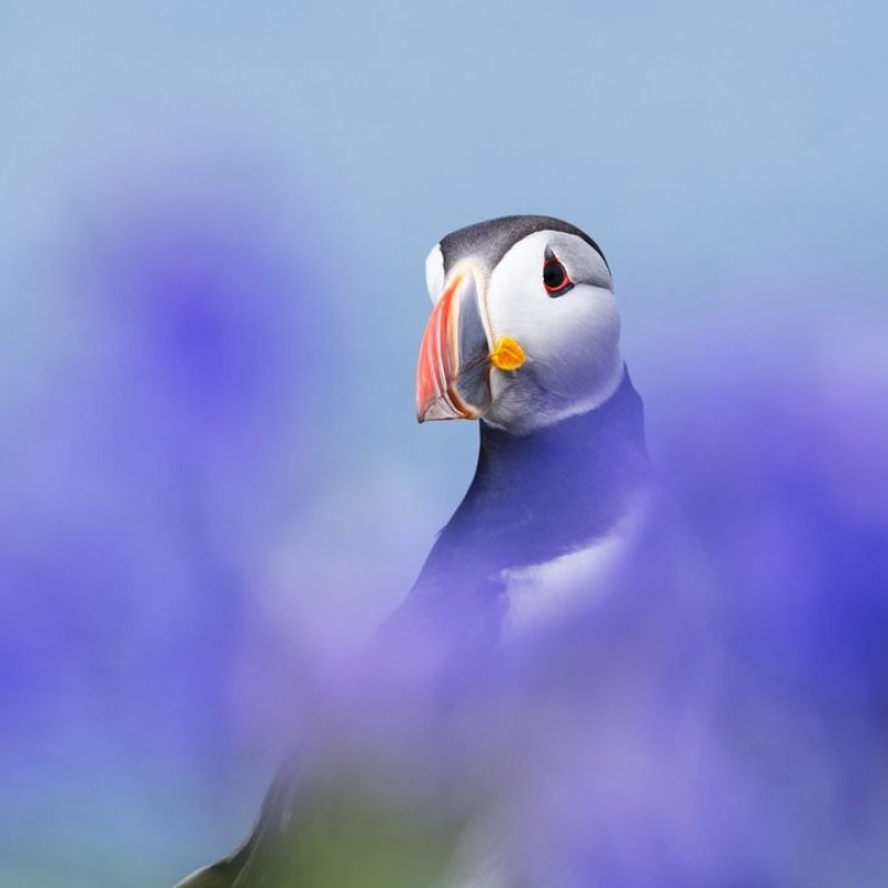 photograph of a puffin with purple haze foreground