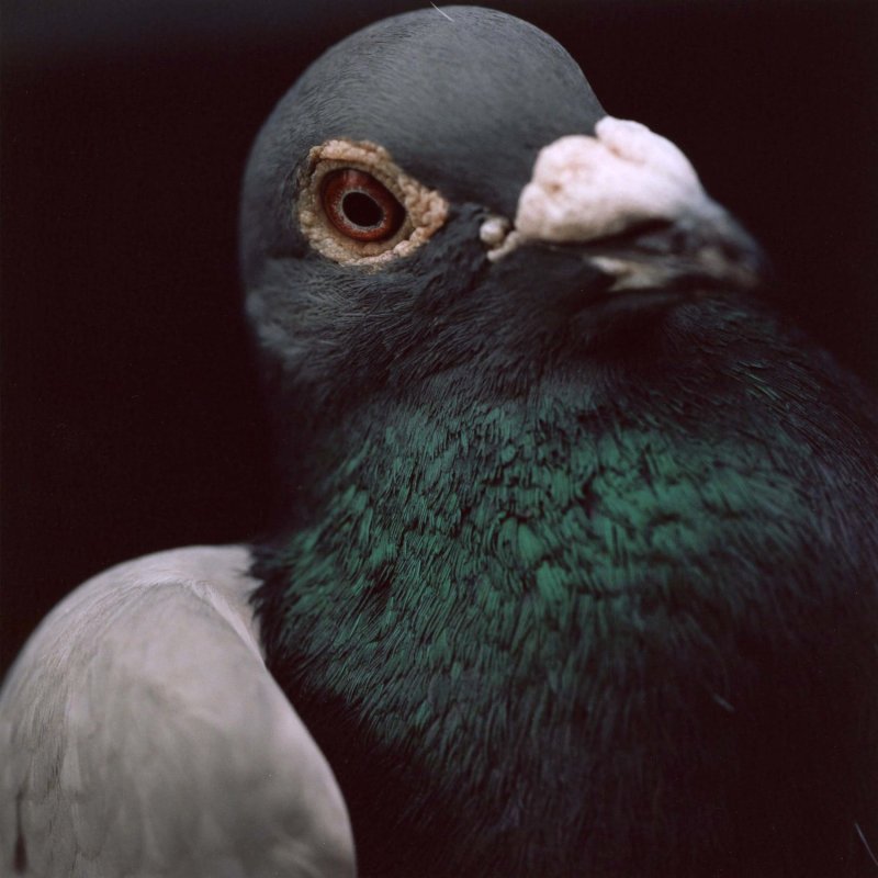Close up photograph of a grey and green pigeon