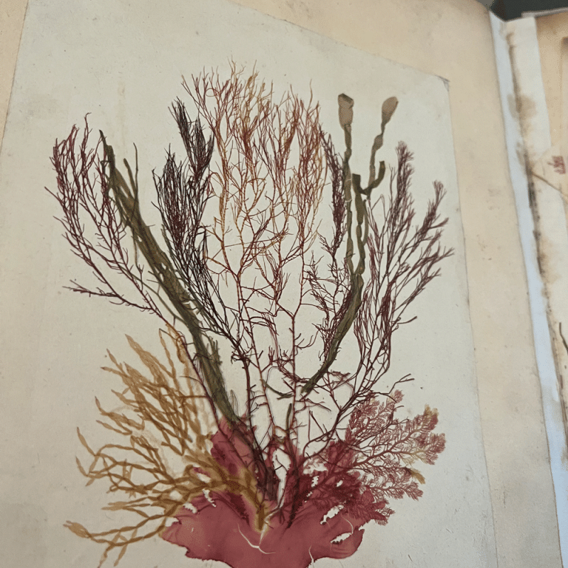 Morrab Library Seaweed