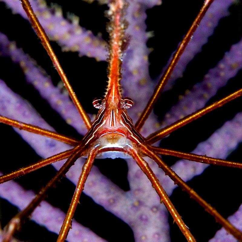 Jane Morgan diving shot