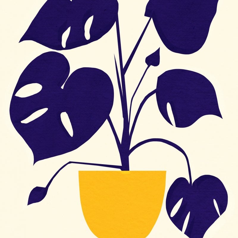 Illustration of a purple monstera plant in a yellow pot