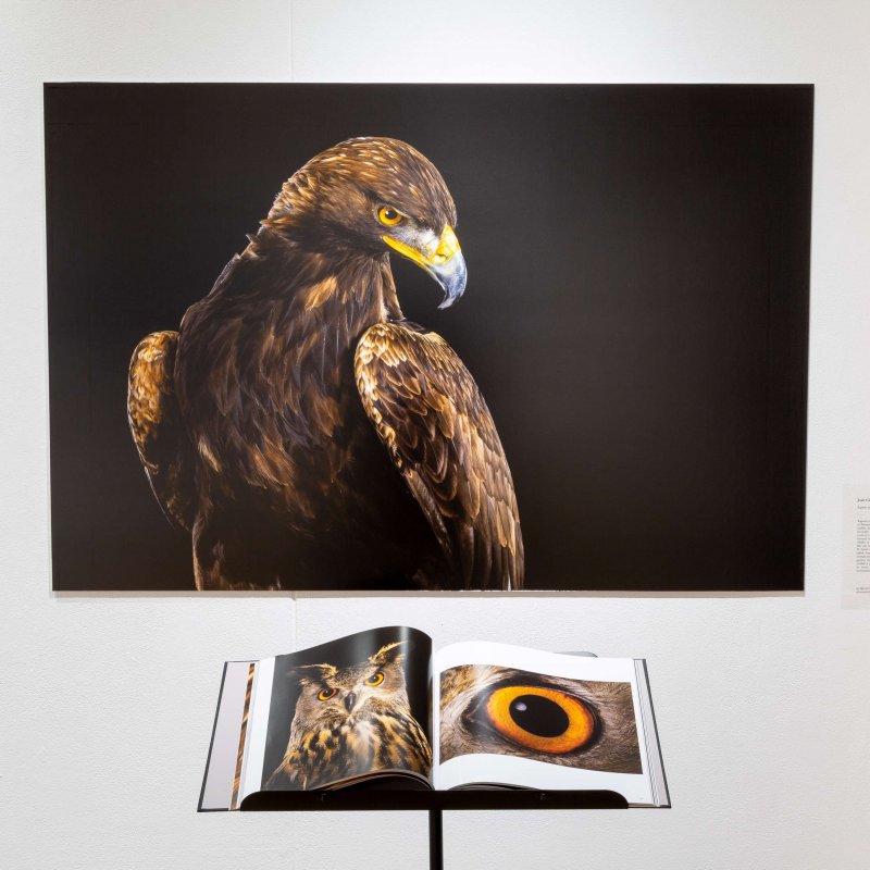 A large image of an eagle is displayed, with a close up shot from a book placed beneath it