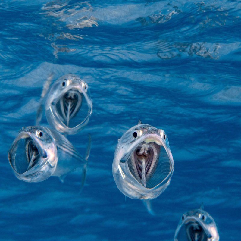 Underwater photograph of four mackerel 
