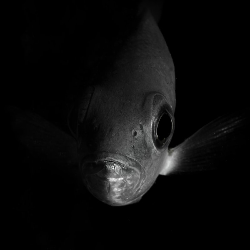 Black & white underwater photography by Marine & Natural History Photography BA student Victoria Ward