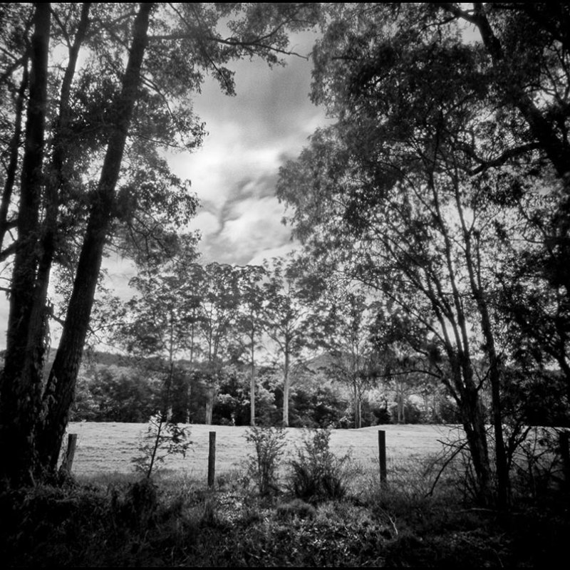 Black and white photo of a field with tall trees