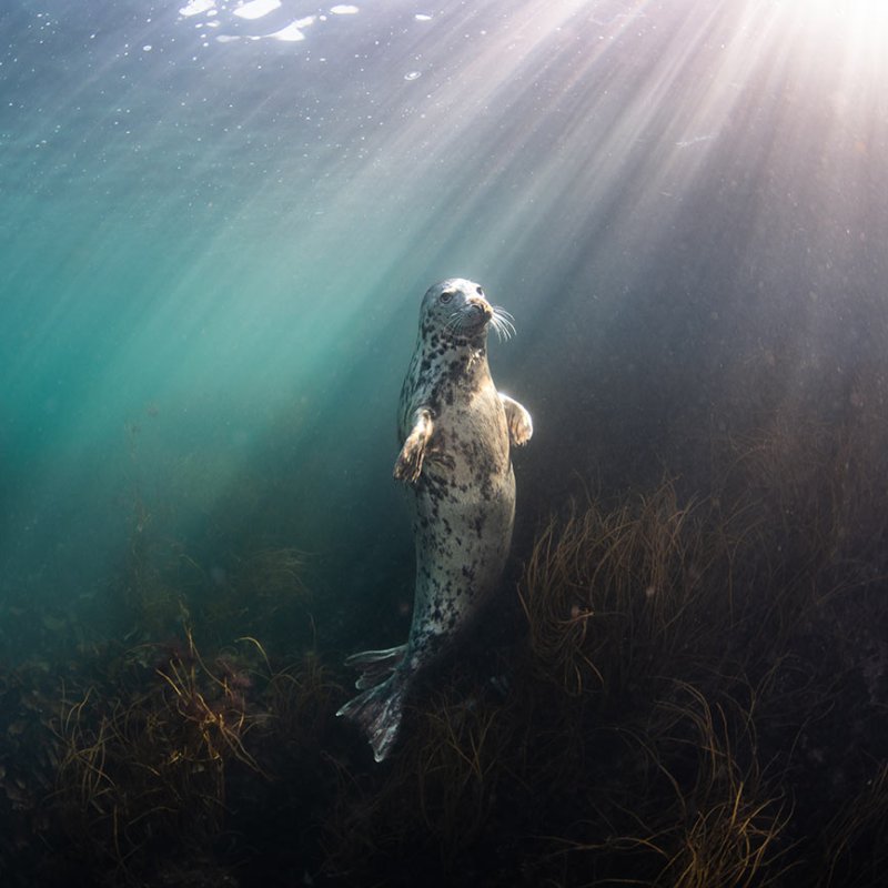 Photograph of a seal underwater with the sun streaming down