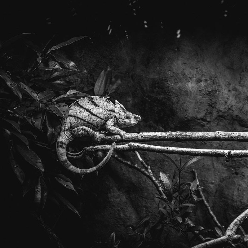Black and white photo of a chameleon on a branch by Falmouth University student