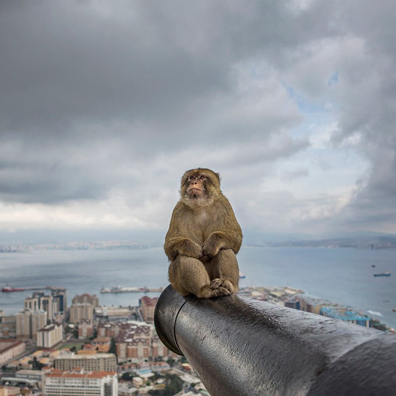 Photograph of a monkey sitting on an iron pole with a city scape and sea below