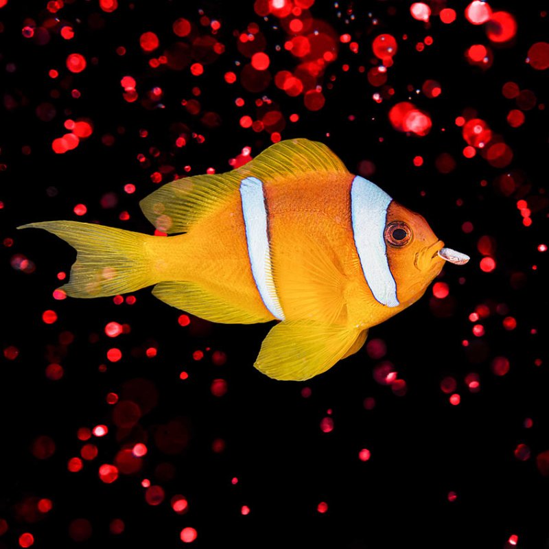 Photograph of a clownfish with a shell in its mouth, red light behind