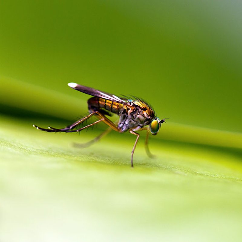 Close up photograph of a fly on a green background by Falmouth University student