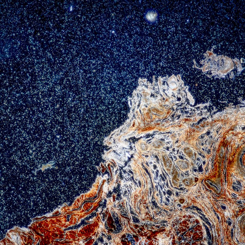 marine and natural history photography student work