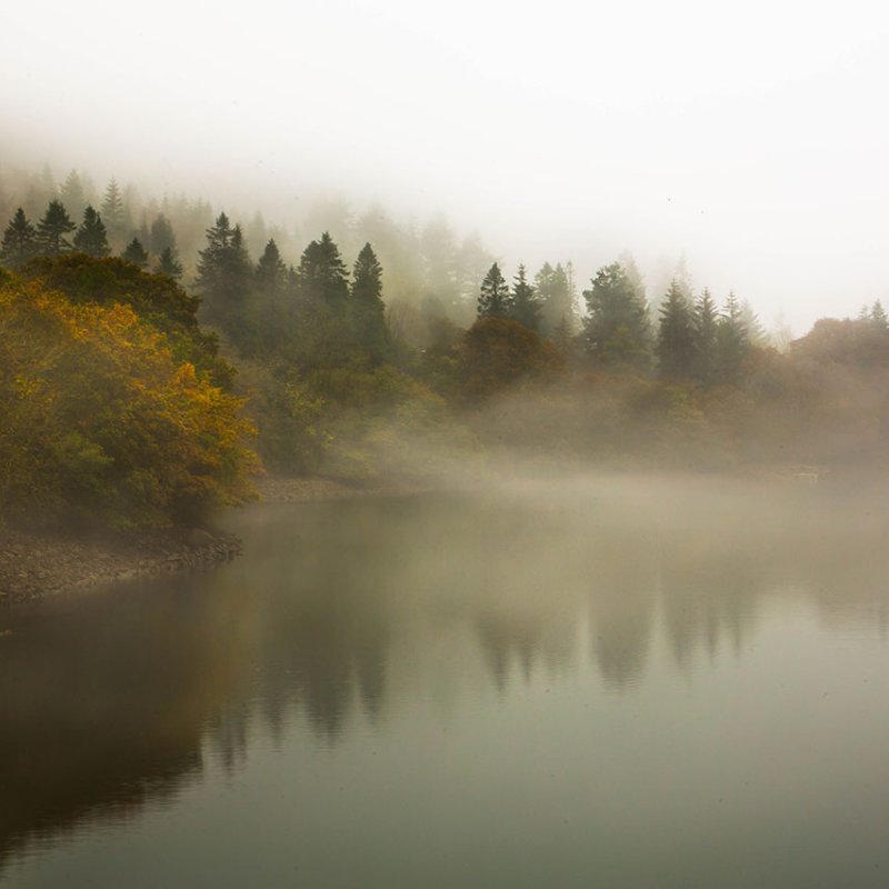 Photograph of autumn trees in the mist on the edge of a lake by Falmouth University student