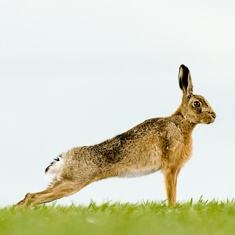Photograph of a hare standing on grass, taken by Falmouth University student