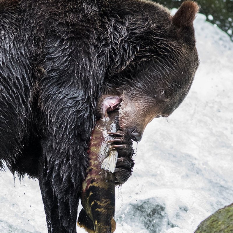 Photograph of a bear eating a fish