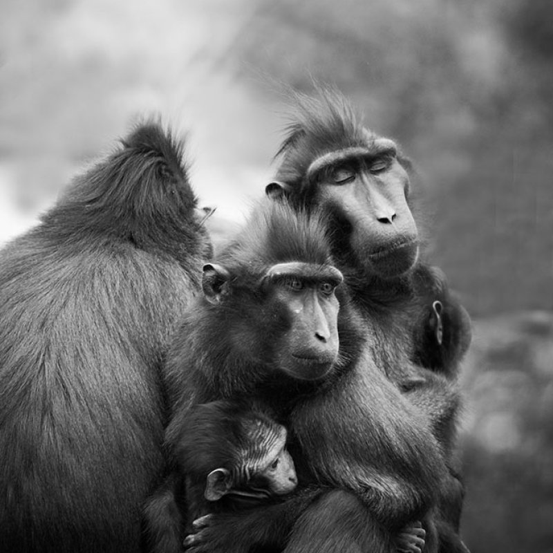 Photograph of a group of monkeys