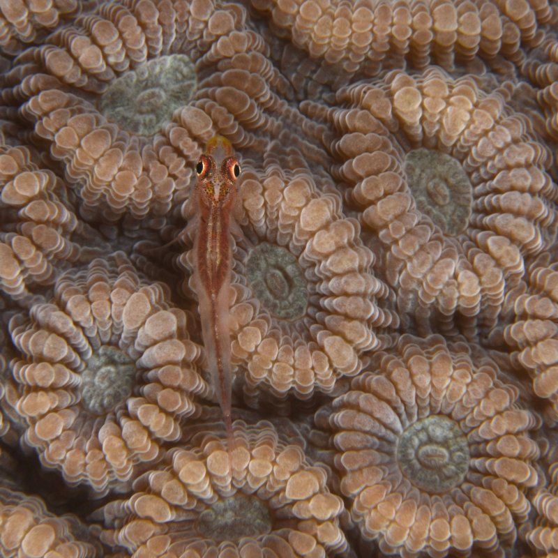 Underwater photography by Marine & Natural History Photography BA student Connor McGuinness-Dean