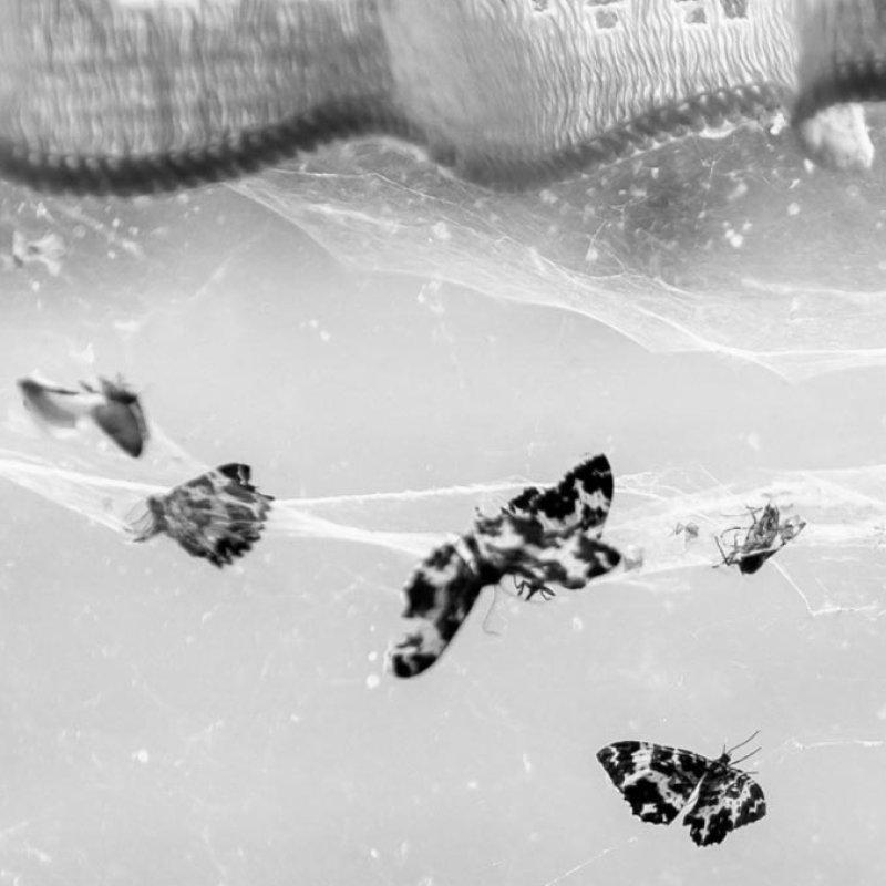 Black and white photograph of butterflies and lace