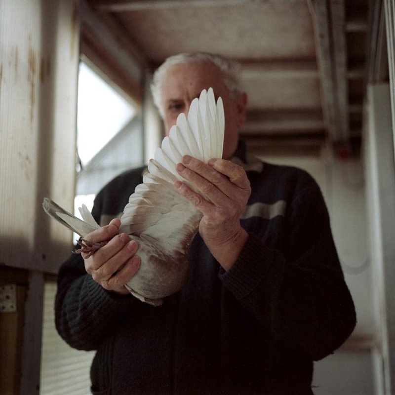 Photograph of a man holding a white pigeon