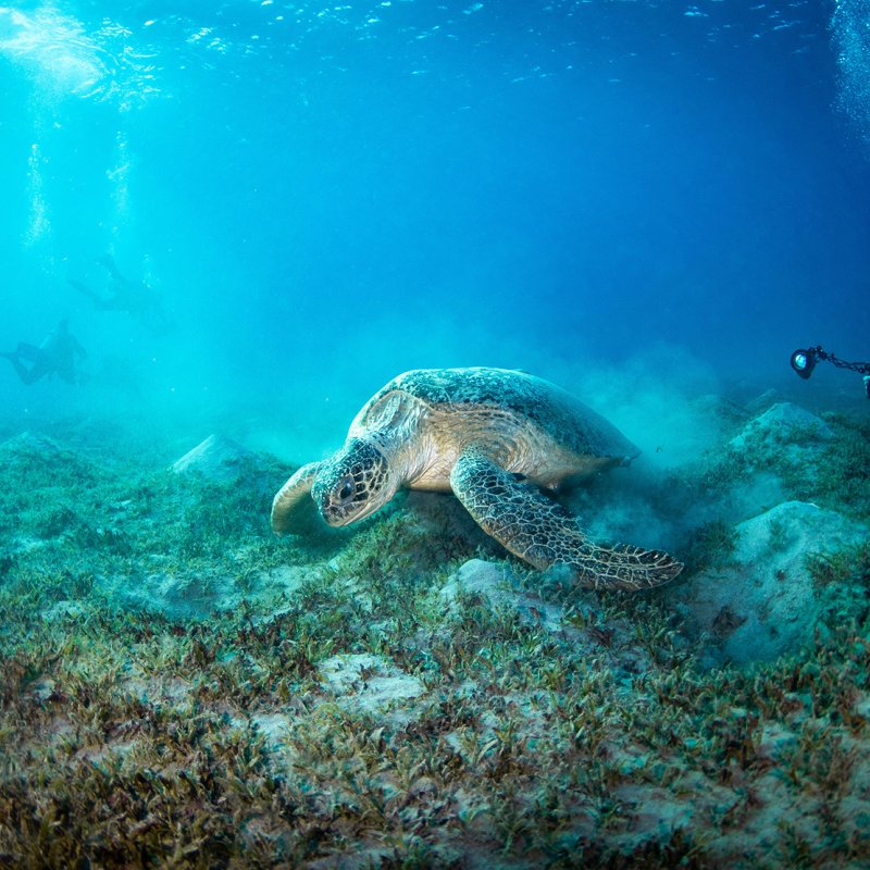 Underwater photo of a turtle swimming over coral, with a person in a dive suit following behind with a camera.