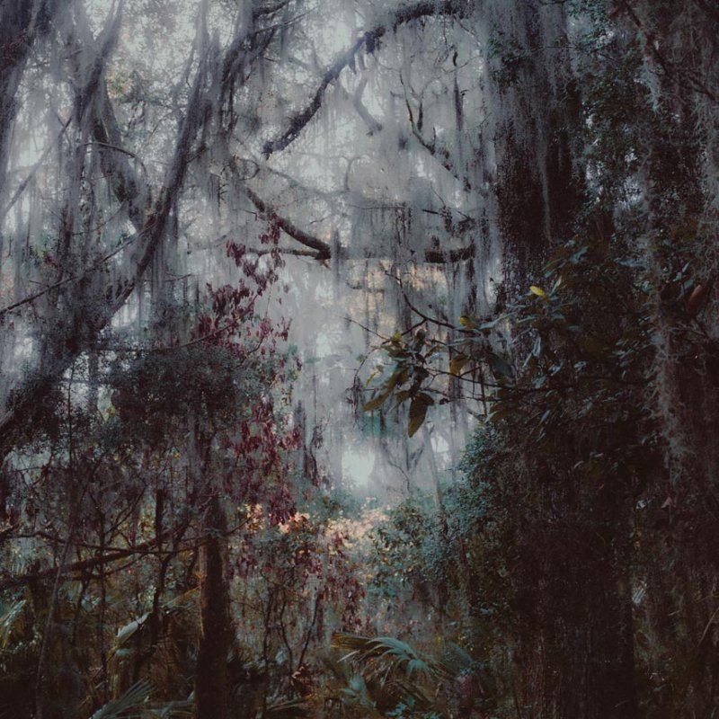 Photograph of woodland