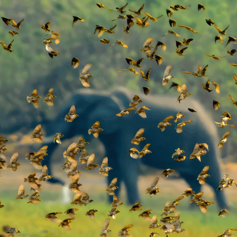 Rhythms of the plains in Botswana